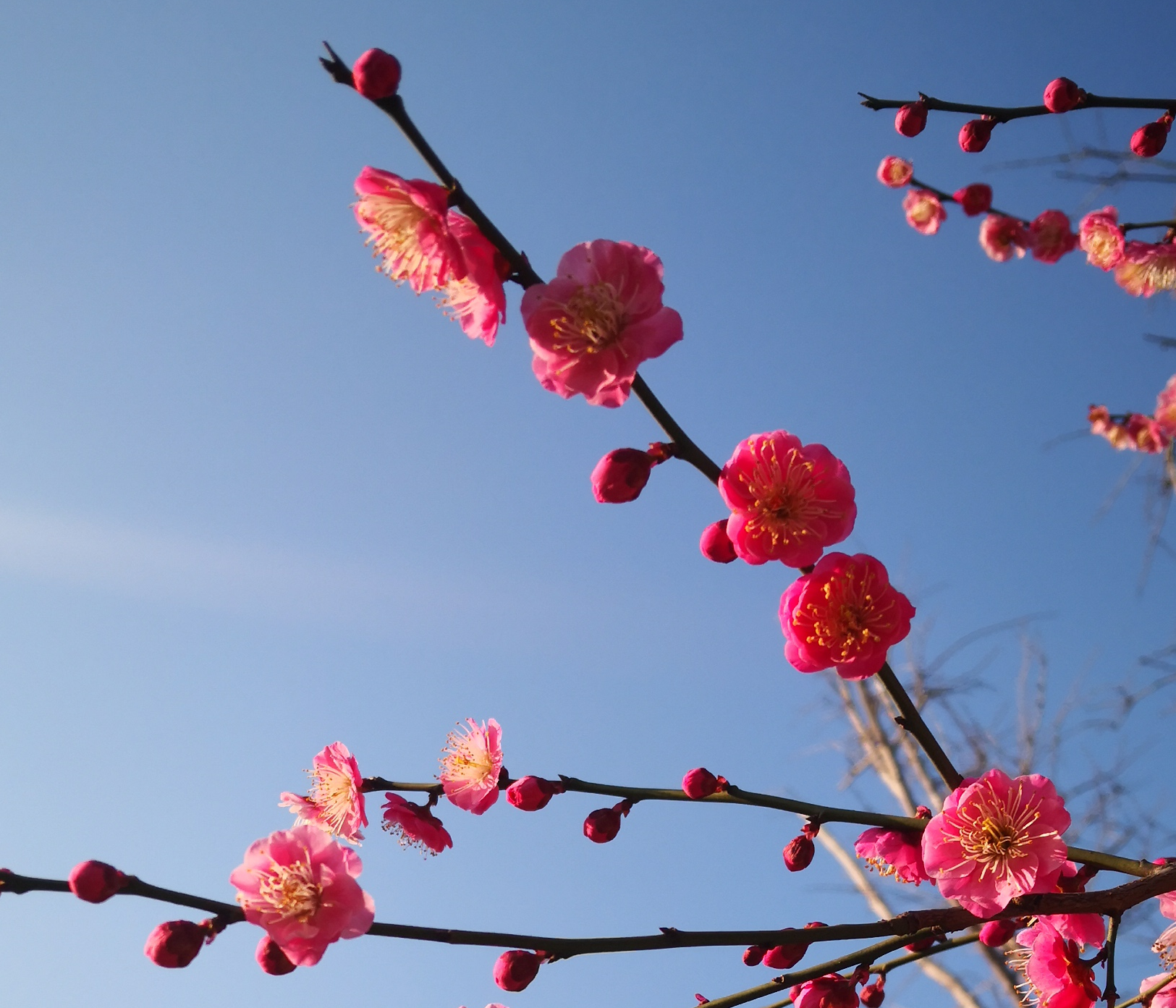 戰(zhàn)疫情守護(hù)家園，富爾頓“疫”在行動(dòng)